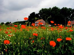 coquelicot